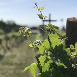 Creekview Vineyards - A beautiful spring day at Creekview Vineyards! We're open the 3rd & 4th weekend of the month!