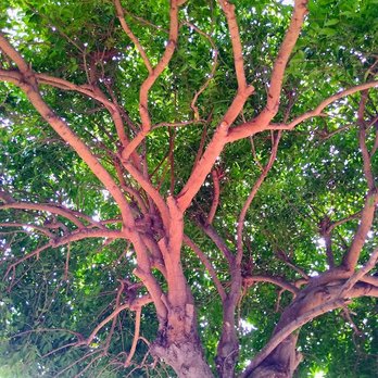 NewVista Tree Service - in progress - Tree Services Near Me - San Jose, California NewVista Tree Service - in progress - Tree Services Near Me - San Jose, California