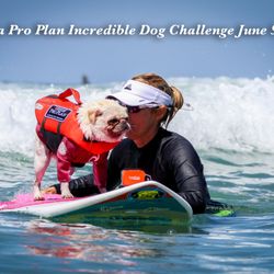 It's A Dogs Life Academy - Purina Incredible Dog Challenge "Dog Olympics"