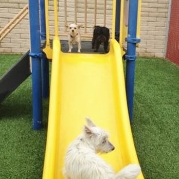 Doggie District - Paradise Valley - Mister Prince (black) and Chica (beige) getting ready to slide! - Pet Groomers Near Me - Phoenix, Arizona