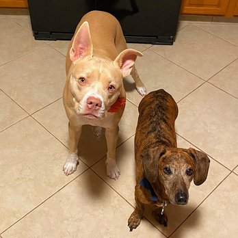 Granada Animal Hospital - Veterinarians Near Me - Ormond Beach, Florida