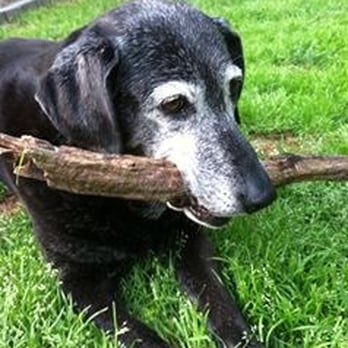 While You Are Away Pet Services - Stella - Dog Walkers Near Me - Antioch, Tennessee While You Are Away Pet Services - Stella - Dog Walkers Near Me - Antioch, Tennessee