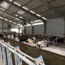 Vega de Tordín - Vacas