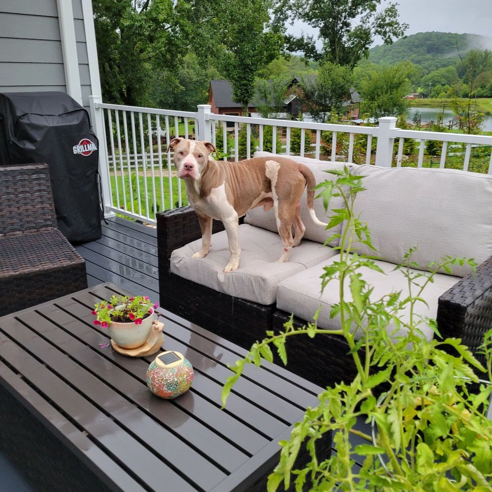 APA ADOPTION CENTER Updated September 2024 11 Photos 10521 Baur