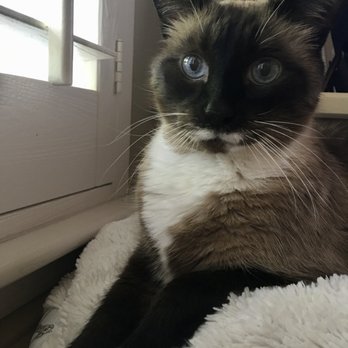 All About Restful Pets - Pet Hospice Near Me