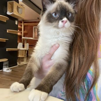 Denver Cat Company - Coffee & Tea Near Me - Denver, Colorado