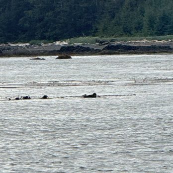 Allen Marine Tours - Otter family. - Boating Near Me - Sitka, Alaska Allen Marine Tours - Otter family. - Boating Near Me - Sitka, Alaska