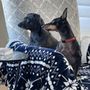 Photo of All Friends Pet Care