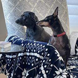 All Friends Pet Care - My two pups