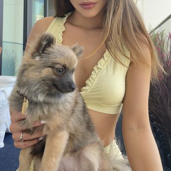 Collar & Comb - Pet Groomers Near Me - Los Angeles, California