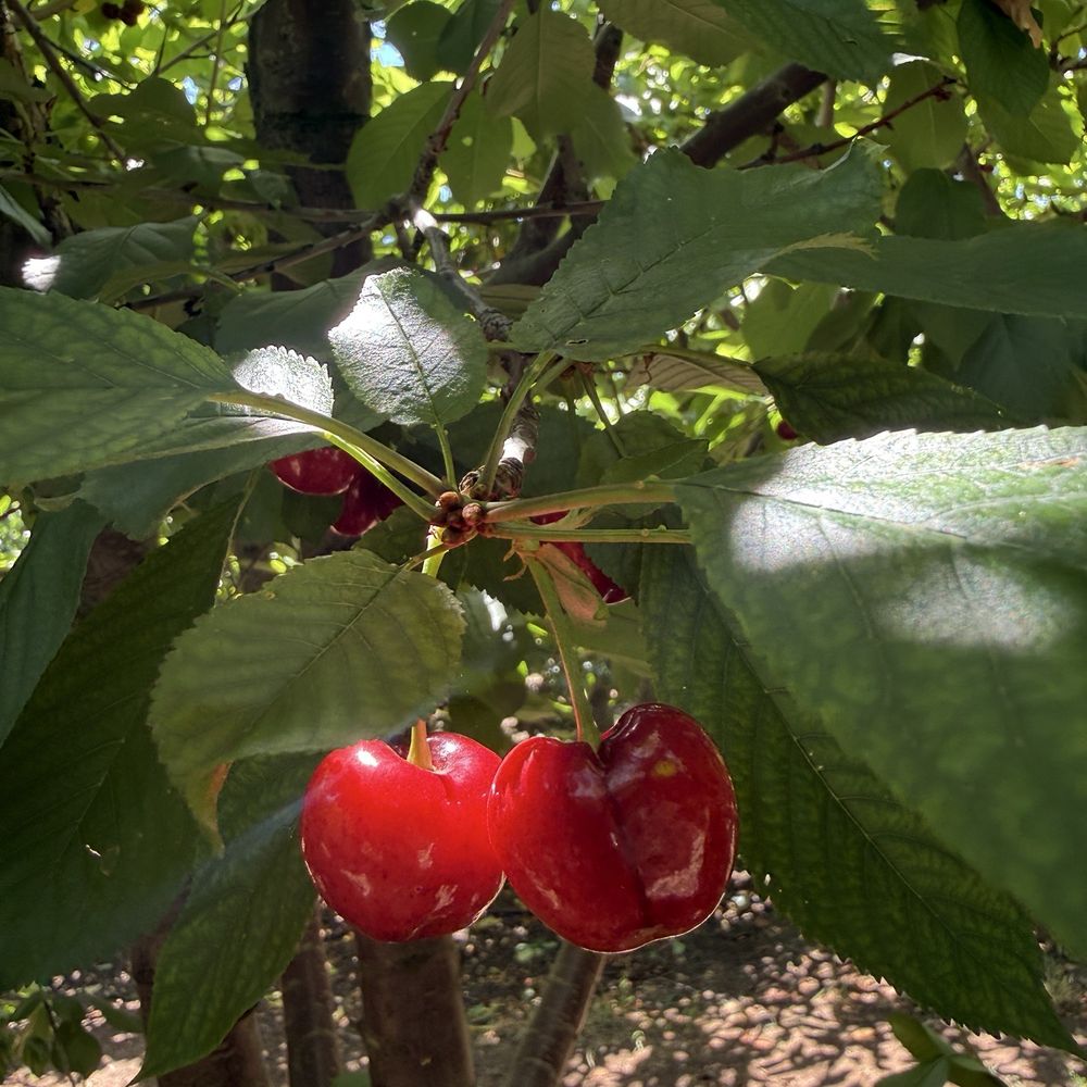 Cherry Time - Sweethearts - Pick Your Own Farms Near Me - Brentwood, California