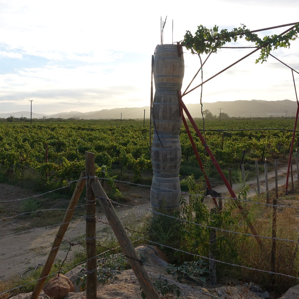 La Casa de Doña Lupe - Wineries Near Me - Ensenada, BCN