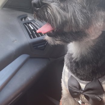 Shear Pawfection - Pet Groomers Near Me - Milford Ohio, Ohio