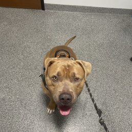 In the private room at the vet's office