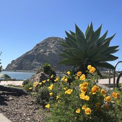 Cerro Alto Campground - Morro Bay