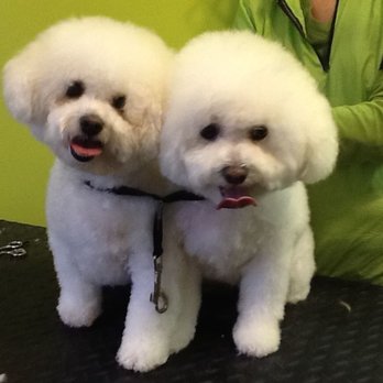 Harbor Hound - Pet Groomers Near Me - Cold Spring Harbor, New York