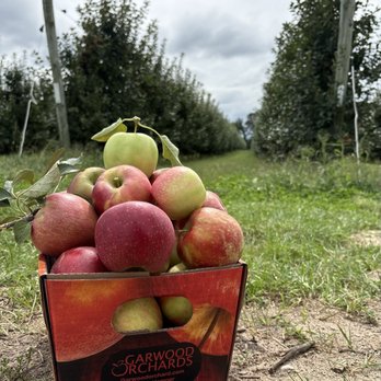 Garwood Orchards - A box of freshly-picked apples from Garwood Orchards - Fruits & Veggies Near Me - Laporte, Indiana