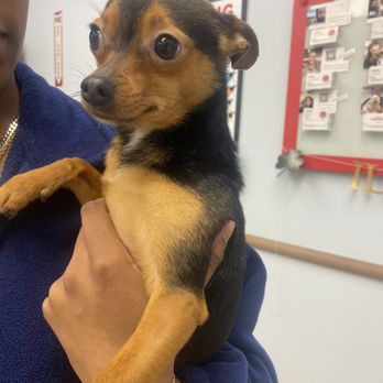 PetSmart - Our fur baby after her grooming services - Pet Stores Near Me - Virginia Beach, Virginia
