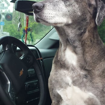The Animedic - I love car rides!!!!! - Veterinarians Near Me - Philadelphia, Pennsylvania