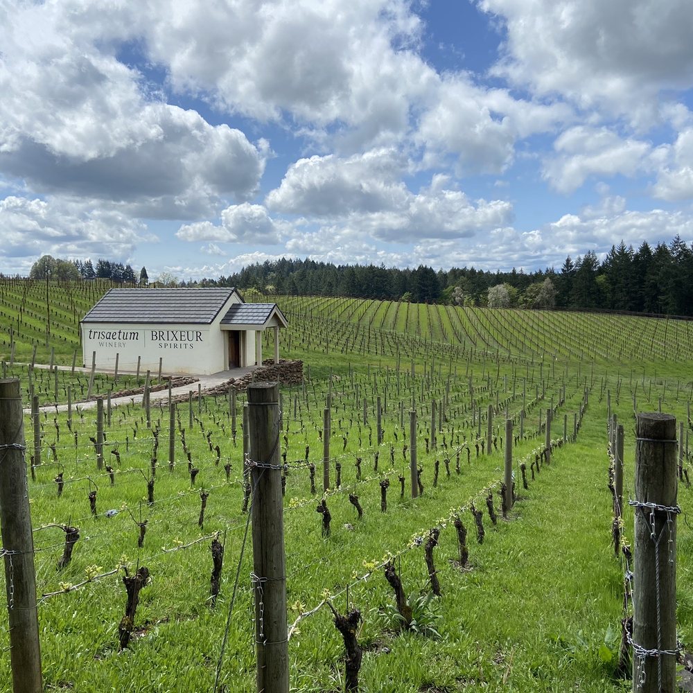 Trisaetum Winery - Vineyard - Wineries Near Me - Newberg, Oregon Trisaetum Winery - Vineyard - Wineries Near Me - Newberg, Oregon