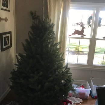 Piney Acres Farm - Tree purchased with 16 plus inch needless top that goes into price - Christmas Trees Near Me - Fortville, Indiana Piney Acres Farm - Tree purchased with 16 plus inch needless top that goes into price - Christmas Trees Near Me - Fortville, Indiana