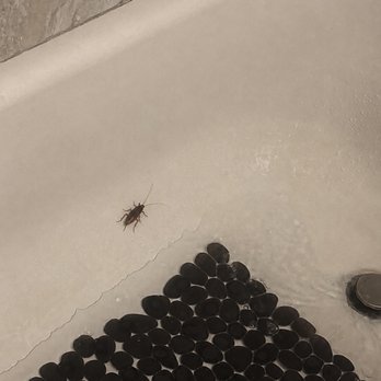 Park On Burke - roaches in bathroom - Apartments Near Me - Pasadena, Texas Park On Burke - roaches in bathroom - Apartments Near Me - Pasadena, Texas