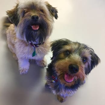 Sparta Pet Palazzo - Pet Groomers Near Me - Plano, Texas Sparta Pet Palazzo - Pet Groomers Near Me - Plano, Texas