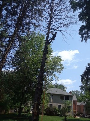 TREE REMOVAL SERVICES - If your looking to remove some trees, we've got you covered. Feel free to reach out and request a quote today! Our prices are budget friendly too! TREE REMOVAL SERVICES - If your looking to remove some trees, we've got you covered. Feel free to reach out and request a quote today! Our prices are budget friendly too!