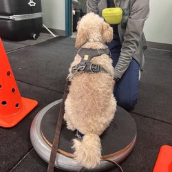 Canine Rehabilitation & Conditioning Group