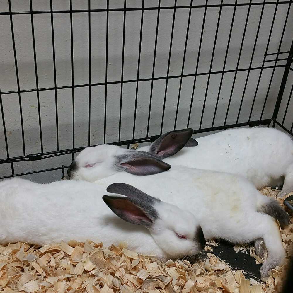 Cute bunnies