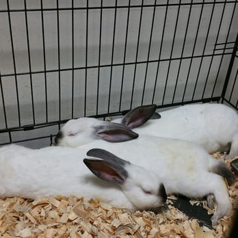 Santa Clara County Fairgrounds - Cute bunnies - Festivals Near Me - San Jose, California Santa Clara County Fairgrounds - Cute bunnies - Festivals Near Me - San Jose, California