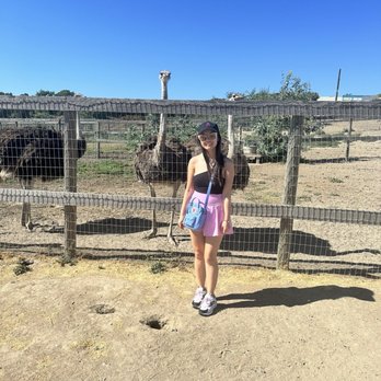 Ostrichland USA - Attraction Farms Near Me - Solvang, California Ostrichland USA - Attraction Farms Near Me - Solvang, California