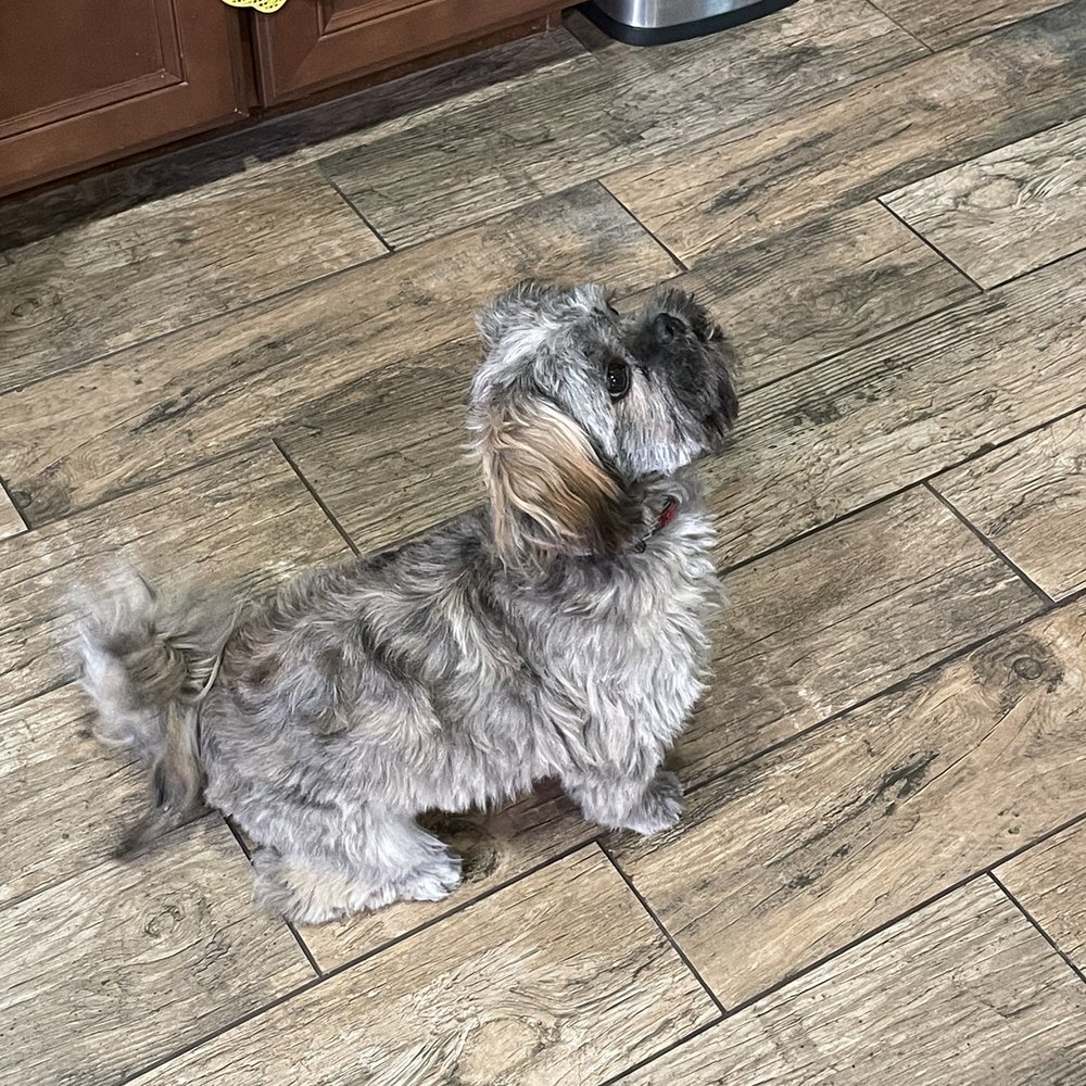 Diamonds in the Ruff - Makes me want to cry! - Pet Groomers Near Me - Clovis, California Diamonds in the Ruff - Makes me want to cry! - Pet Groomers Near Me - Clovis, California