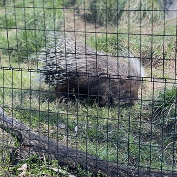 Maryland Zoo in Baltimore - Zoos Near Me - Baltimore, Maryland