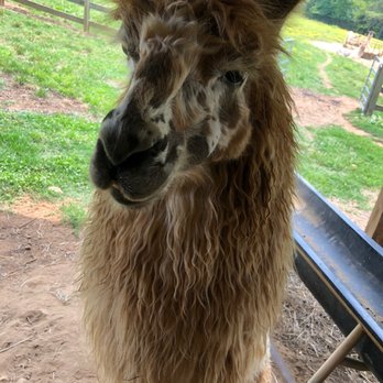 Divine Llama Vineyard - Wineries Near Me - East Bend, North Carolina Divine Llama Vineyard - Wineries Near Me - East Bend, North Carolina