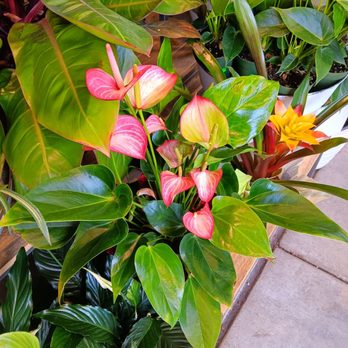Zupan's Markets - Burnside - Beautiful plants and flowers for purchase - Grocery Near Me - Portland, Oregon Zupan's Markets - Burnside - Beautiful plants and flowers for purchase - Grocery Near Me - Portland, Oregon