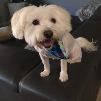 Dog's Delight - Jamie did a really a great of doing my dog haircut - Pet Groomers Near Me - Folsom, California