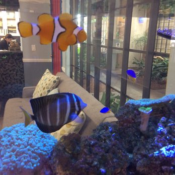 Eduardo Correa, DDS - You can also see how happy their fish are. - Orthodontists Near Me - Orange, California Eduardo Correa, DDS - You can also see how happy their fish are. - Orthodontists Near Me - Orange, California