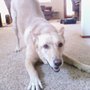 Photo of Play All Day! Pet Care