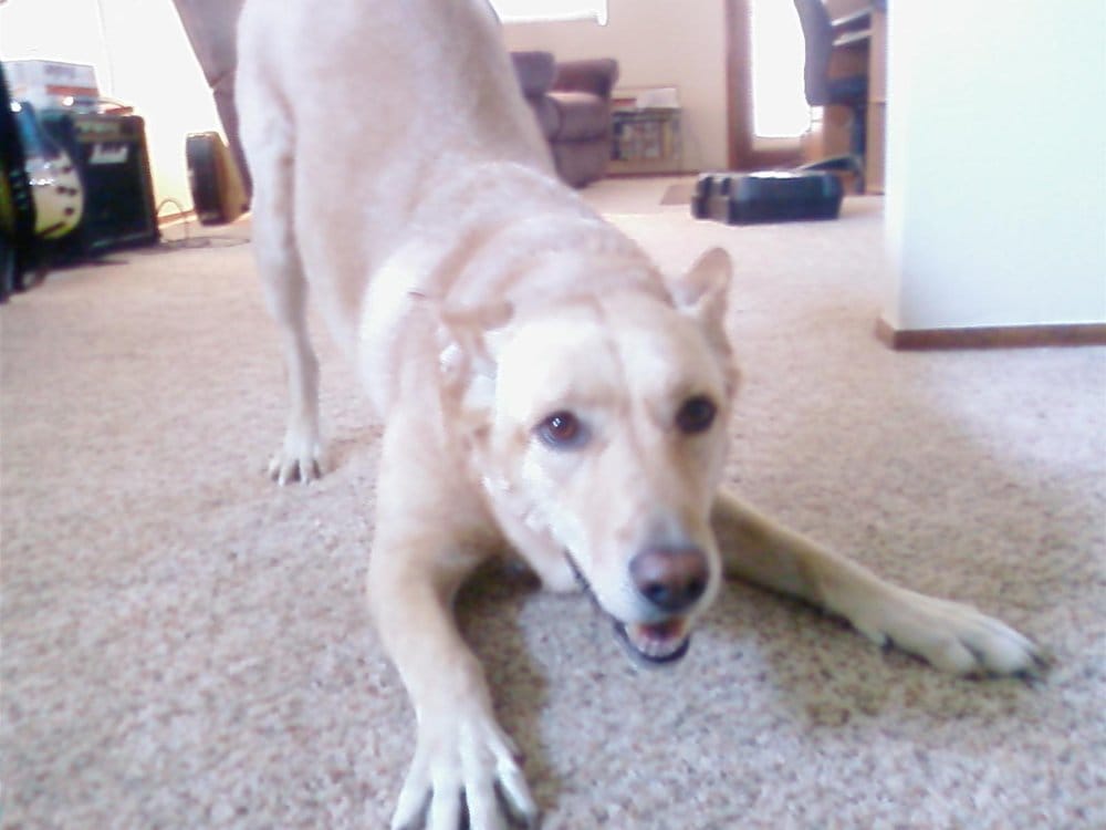 Play All Day! Pet Care - pet boarding facility in Glendale, AZ