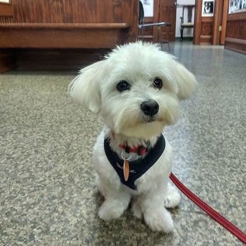 Anthony Wayne Animal Hospital, A Thrive Pet Healthcare Partner - Aslan was waiting patiently for his appointment and he looked too cute not to snap a picture of him. - Veterinarians Near Me - Maumee, Ohio Anthony Wayne Animal Hospital, A Thrive Pet Healthcare Partner - Aslan was waiting patiently for his appointment and he looked too cute not to snap a picture of him. - Veterinarians Near Me - Maumee, Ohio