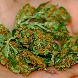 Marijuana Bud Store