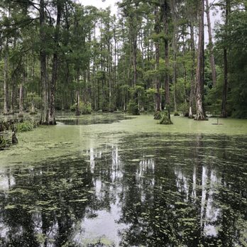Cypress Gardens - Parks Near Me - Moncks Corner, South Carolina Cypress Gardens - Parks Near Me - Moncks Corner, South Carolina