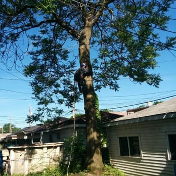 Chicago Tree Service Professionals - Tree Services Near Me