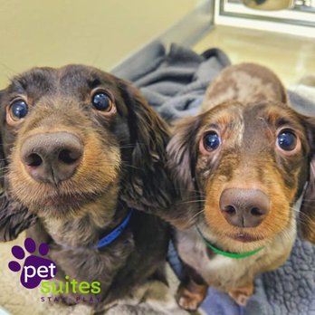 PetSuites Dayton - Pet Groomers Near Me - Dayton, Ohio PetSuites Dayton - Pet Groomers Near Me - Dayton, Ohio