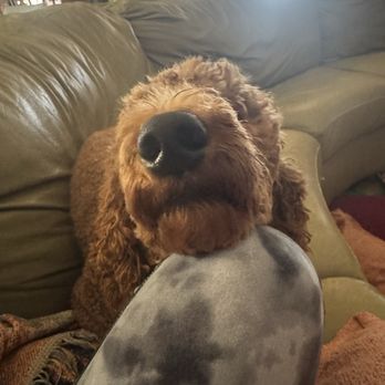 Doggie Days - Exhausted from great play at Doggie Days - Pet Sitting Near Me - Chula Vista, California