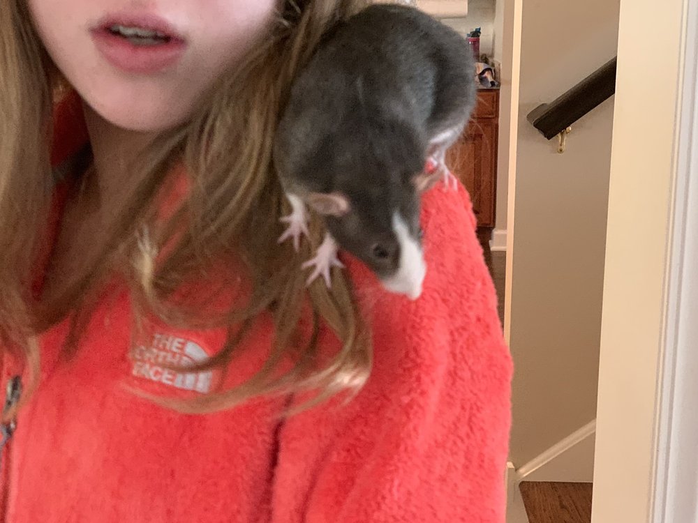 THE ANIMAL STORE 92 Photos & 105 Reviews 4364 W Touhy Ave