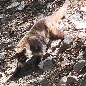Ramsey Canyon Inn B & B - A visit from a coati - Bed & Breakfast Near Me - Hereford, Arizona Ramsey Canyon Inn B & B - A visit from a coati - Bed & Breakfast Near Me - Hereford, Arizona