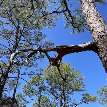 Flatwoods Trail - Hiking Near Me - Santa Rosa Beach, Florida Flatwoods Trail - Hiking Near Me - Santa Rosa Beach, Florida