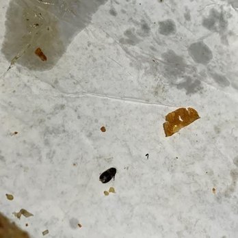 Subway - A bug in my food! - Sandwiches Near Me - Brampton, Ontario Subway - A bug in my food! - Sandwiches Near Me - Brampton, Ontario
